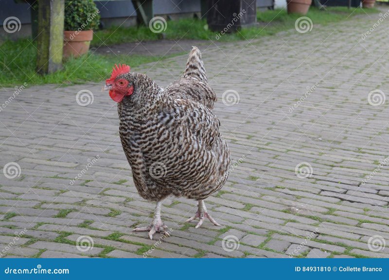 Learn about chicken road gokkast Learn about chicken road gokkast